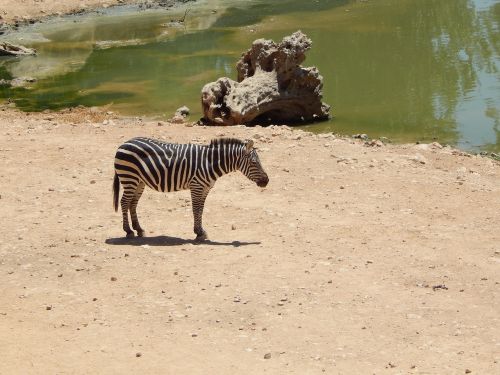 Zebra, Safari, Zoologijos Sodas, Gamta, Vanduo