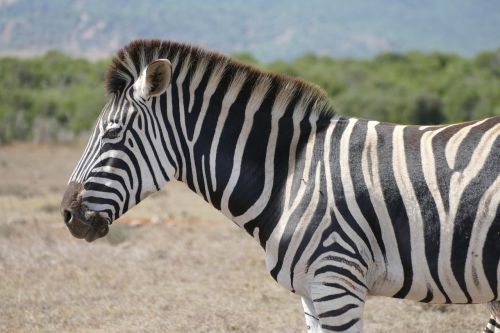 Zebra, Addo, Nacionalinis Parkas