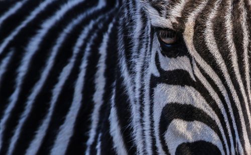 Zebra, Zoologijos Sodas, Gamta, Galva, Juoda Ir Balta, Afrika, Dryžuotas, Gyvūnas