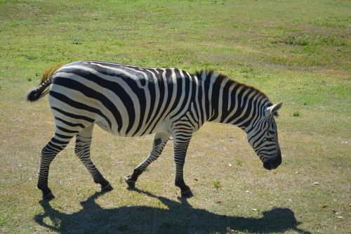Zebra, Parkas, Zoologijos Sodas