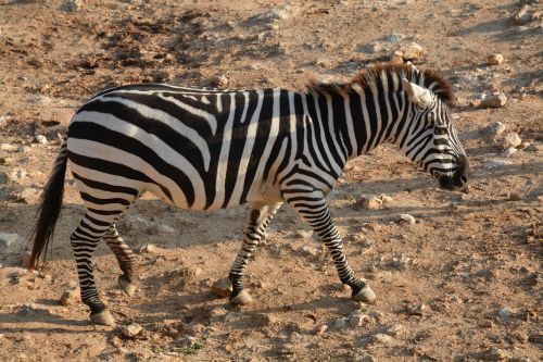 Zebra, Zoologijos Sodas, Gyvūnas, Afrika, Safari