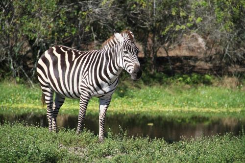 Zebra, Zoologijos Sodas, Florida, Dryžuotas