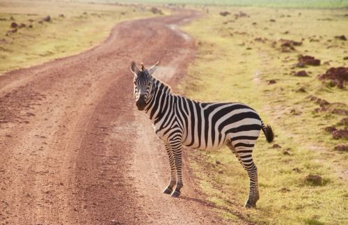Zebra, Kenya, Amboseli