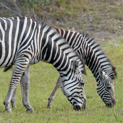 Zebra, Okavango Delta, Safari, Afrika, Laukiniai, Zebras