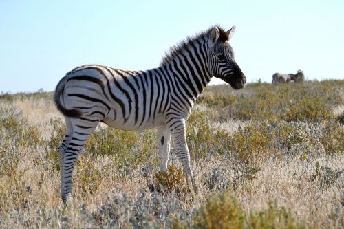 Zebra, Kūdikis, Mažas, Namibija, Safari, Etosha Nacionalinis Parkas