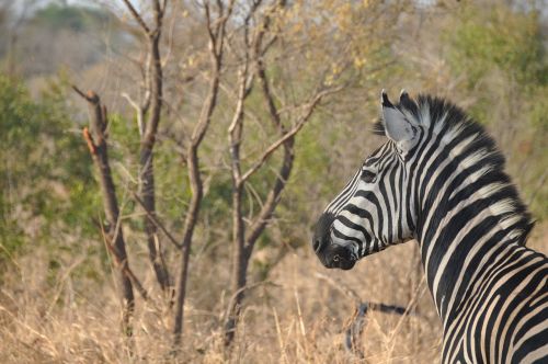 Zebra, Afrika, Laukinė Gamta, Gamta, Safari, Gyvūnas, Laukiniai