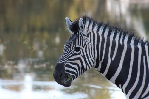 Zebra, Gyvūnas, Gamta, Laukinė Gamta, Laukiniai, Afrika, Safari, Mielas, Modelis, Natūralus, Gražus