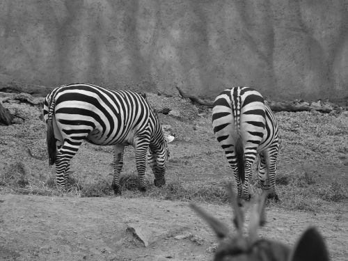 Zebra, Zoologijos Sodas, Gyvūnai