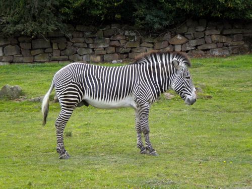 Zebra, Laukiniai, Juostelės, Valgymas, Gyvūnas, Žinduolis, Zebras, Afrika, Ganymas, Zoologijos Sodas, Laukinė Gamta