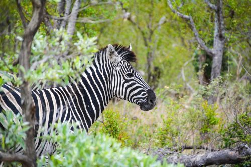 Zebra, Afrika, Laukinis Gyvūnas, Nacionalinis Parkas, Safari, Savana, Gyvūnas, Zebra Juostelės, Laukinė Gamta, Pietų Afrika, Gamta, Kruger-Nacionalinis Parkas, Stepė, Gamtos Rojus, Parkas, Kraštovaizdis, Gyvūnų Pasaulis