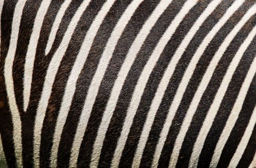 Zebra, Zebra Modelis, Zebras Kailis, Juostelės, Kailis, Gyvūnų Spausdinimas, Fonas, Juoda Ir Balta, Sw
