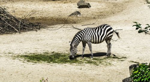 Zebra, Zoologijos Sodas, Gyvūnas, Pėsčiųjų Perėja, Juoda Ir Balta, Gamta, Dryžuotas, Zebra Juostelės
