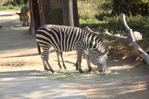 Zebra, Everland Zoologijos Sodas