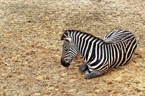 Zebra, Gyvūnas, Laukinė Gamta, Gamta, Laukiniai, Zoologijos Sodas, Safari, Fauna, Natūralus