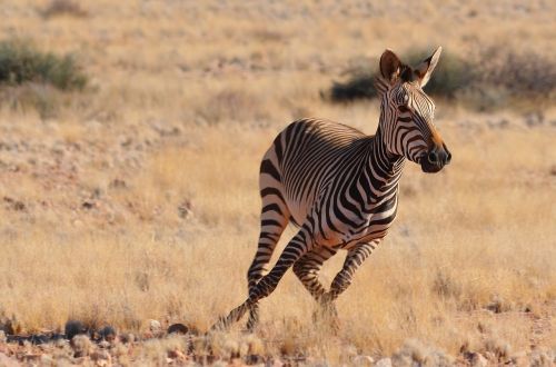 Zebra, Namibija, Afrika, Gyvūnas, Laukinis Gyvūnas