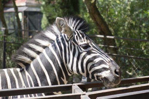 Zebra, Zoologijos Sodas, Jalta Zoologijos Sodas, Zebras, Dryžuotas
