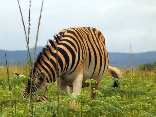 Zebra, Gamta, Gyvūnas, Svazilandas