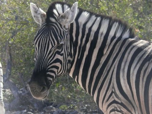 Zebra, Namibija, Gyvūnai, Afrikos, Žinduolis, Žolėdis, Safari, Laukiniai, Portretas, Galva, Modelis, Uždaryti, Iš Arti, Etosha, Juostelės