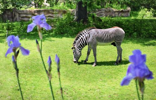 Zebra, Zoologijos Sodas, Laukinis Gyvūnas, Gamta, Laukinė Gamta, Afrikos, Žinduolis
