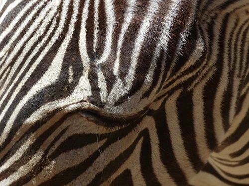 Zebra, Gyvūnai, Zoologijos Sodas, Gyvūnas, Zebrures, Fauna, Spalva, Aplankyti, Parkas, Šeima, Zoo De La Palmyre, Charente, Charente-Maritime, France