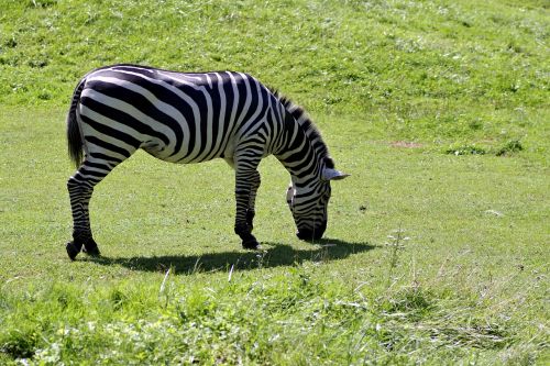 Zebra, Vienas, Žinduolis, Gyvūnas, Ganymas, Žolė, Podiumas, Gamta, Fauna