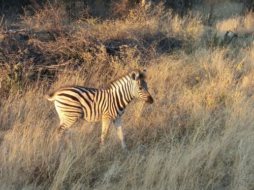 Zebra, Afrika, Safari, Nacionalinis Parkas, Laukinė Gamta, Namibija, Juoda Ir Balta, Vakaro Saulė, Pėsčiųjų Perėja, Gyvūnas, Kūdikis, Laukinis Gyvūnas, Dryžuotas, Stepė