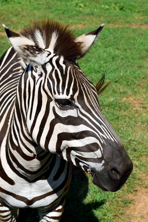 Zebra, Gyvūnas, Laukinė Gamta, Juoda, Balta, Juostelės, Gamta, Laukiniai, Zoologijos Sodas, Afrika, Safari, Fauna, Egzotiškas, Gyvūnų Rezervas, Apsaugotas