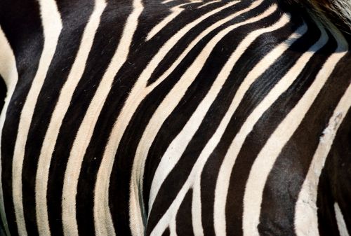 Zebra, Gyvūnas, Laukinė Gamta, Juoda, Balta, Juostelės, Gamta, Laukiniai, Zoologijos Sodas, Afrika, Safari, Fauna, Egzotiškas, Gyvūnų Rezervas, Apsaugotas, Oda, Kailis, Iš Arti, Fonas, Fonas, Natūralus