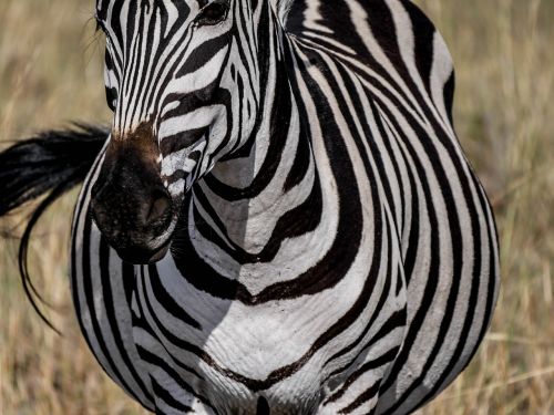 Zebra, Priekinė, Dryžuotas, Laisvė, Savana, Valgyti, Ganyti, Equus Grevyi, Safari, Masai Mara, Nacionalinis Parkas, Kenya, Afrika, Žinduolis, Juostelės, Modelis, Arkliai, Formos Pildymas, Juoda Ir Balta