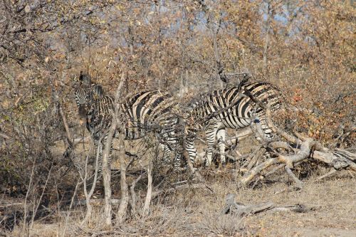 Zebra, Gyvūnas, Afrika, Maskuoti, Kamufliažas