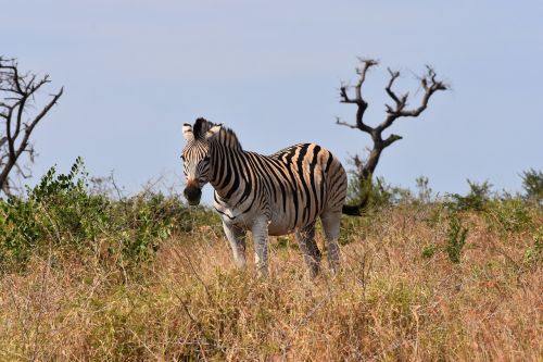 Zebra, Pietų Afrika, M, Parkas, Laukinė Gamta, Gamta, Lygumos, Žinduolis, Rezervas, Safari, Laukiniai, Gyvūnas, Juoda, Balta, Žolė, Žolėdis, Žaidimas, Juostelės