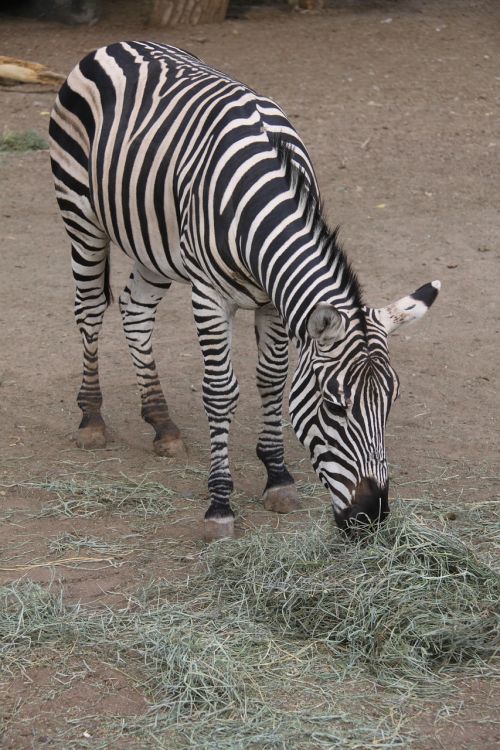 Zebra, Šienas, Gyvūnas, Žinduolis, Dryžuotas, Zoologijos Sodas, Equus, Valgymas