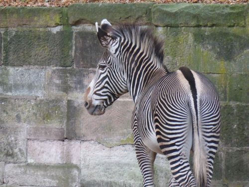 Zebra, Užpakalis, Piešimas, Gyvūnas, Laukinis Gyvūnas, Juoda Ir Balta, Gamta, Zoologijos Sodas