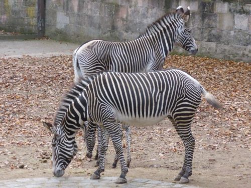 Zebra, Zoologijos Sodas, Juoda Ir Balta, Gyvūnas, Laukinis Gyvūnas, Gamta
