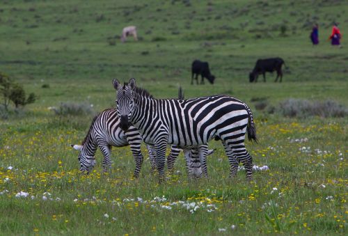 Zebra, Laukinė Gamta, Ngorongoro Išsaugojimo Zona, Gamta, Laukiniai, Gyvūnas, Afrika, Žinduolis, Fauna, Safari, Dryžuotas, Parkas, Žolė, Kelionė, Rezervas, Krūmas, Padaras, Natūralus, Dykuma, Tanzanija