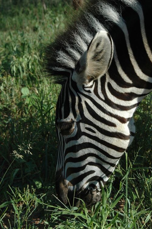 Zebra, Laukinė Gamta, Gyvūnas, Žinduolis, Safari, Afrika, Oda, Equus, Bandas, Žolė, Modelis, Laukiniai, Fauna, Gamta, Žolėdis
