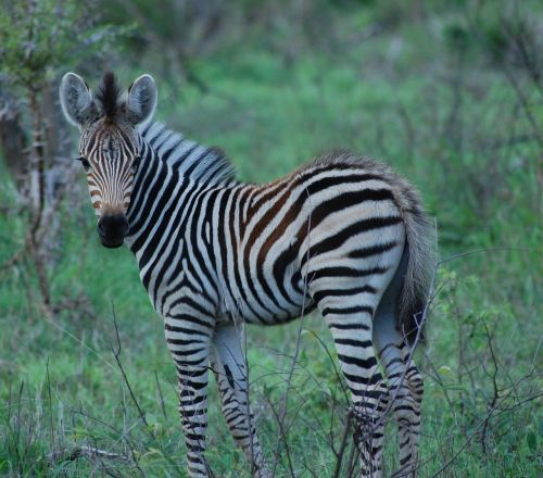 Zebra, Kūdikio Zebra, Afrika, Safari, Gyvūnas, Laukinė Gamta, Laukiniai, Zoologija, Žinduolis, Rūšis, Dykuma, Aplinka, Lauke, Gamta