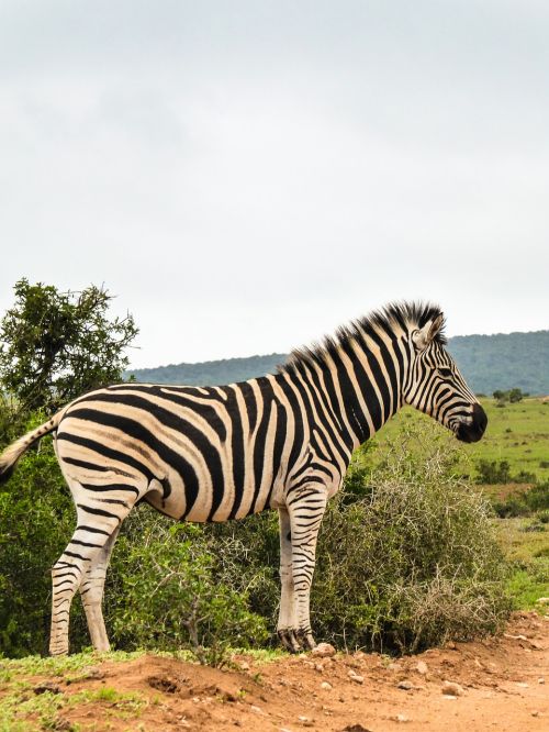 Zebra, Afrika, Nacionalinis Parkas, Laukinis Gyvūnas, Gyvūnas, Safari, Dykuma, Dryžuotas, Pietų Afrika, Laukinė Gamta, Kailis, Gamta, Profilis