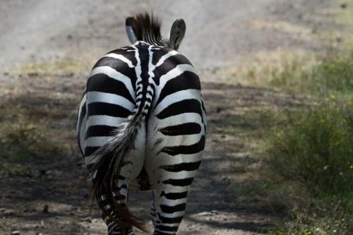 Zebra, Nacionalinis Parkas, Ežeras Nakuru, Afrika, Kenya, Gamta, Rytų Afrika, Safari, Žinduoliai, Lygumos Zebra, Gyvūnai, Šventė