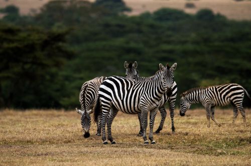 Zebra, Afrika, Kenya