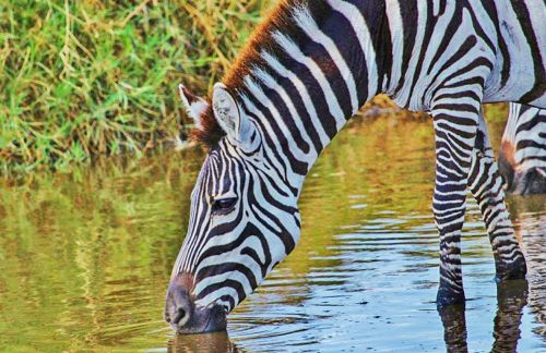 Zebra, Serengeti, Tanzanija, Safari, Gamtos Serengetis, Laukiniai, Gyvūnas, Gyvūnai, Laukinė Gamta, Gamta, Afrika
