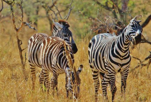 Zebra, Safari, Tanzanija, Afrika, Serengeti, Gamtos Serengetis, Laukinė Gamta, Kūdikio Zebra, Gyvūnas