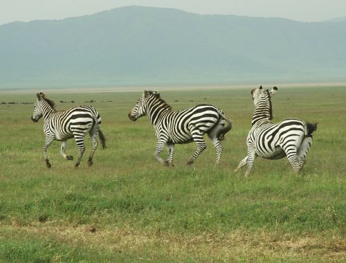 Zebra, Safari, Tanzanija, Gyvūnas, Laukinė Gamta, Laukiniai, Zoologija, Žinduolis, Rūšis, Dykuma, Aplinka, Lauke, Gamta
