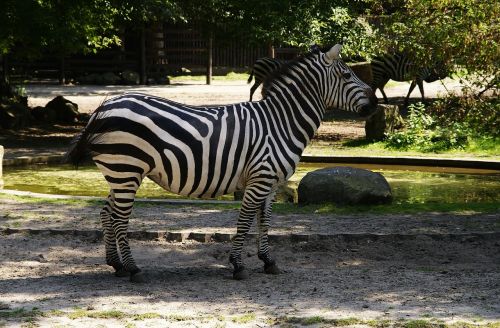 Zebra, Žinduolis, Gyvūnai, Zoologijos Sodas, Žinduoliai