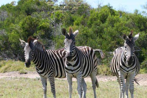 Zebra, Laukinė Gamta, Afrika