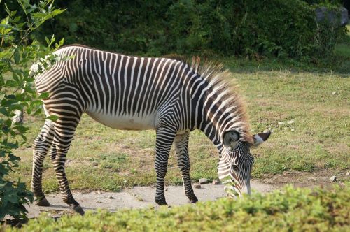 Zebra, Gyvūnai, Zoologijos Sodas, Saugos Diržai