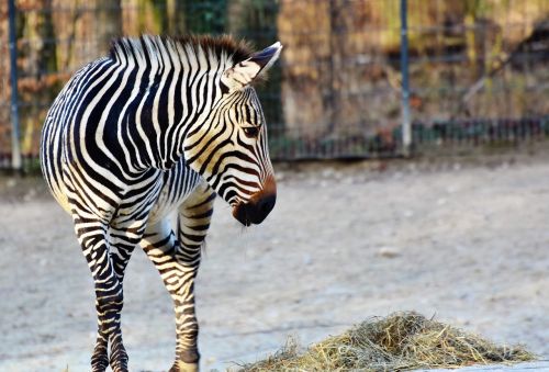 Zebra, Pėsčiųjų Perėja, Juoda Ir Balta, Juostelės, Dryžuotas, Laukinis Gyvūnas, Afrika, Gyvūnas, Safari, Zoologijos Sodas, Tierpark Hellabrunn