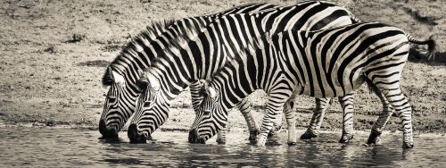 Zebra, Safari, Laukinė Gamta, Savanna, Gamta, Monotoniškas
