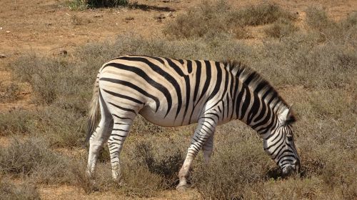 Zebra, Žinduolis, Fauna, Gamta, Gyvūnas, Rezervas, Pietų Afrika