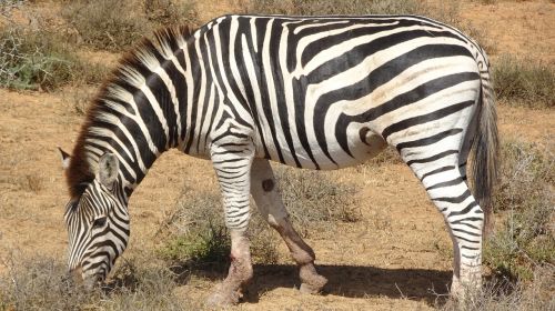 Zebra, Žinduolis, Fauna, Gamta, Gyvūnas, Rezervas, Pietų Afrika
